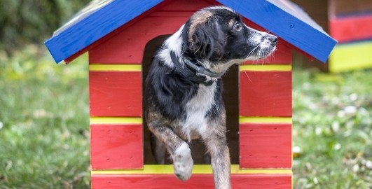 kutyahazakat-adomanyozott01