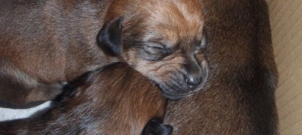 karácsonykor állatstop