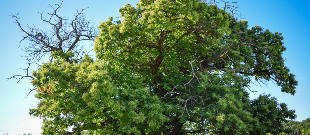 győz-e a Zengővárkony