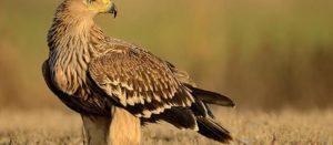 felállt a madárrendőrség