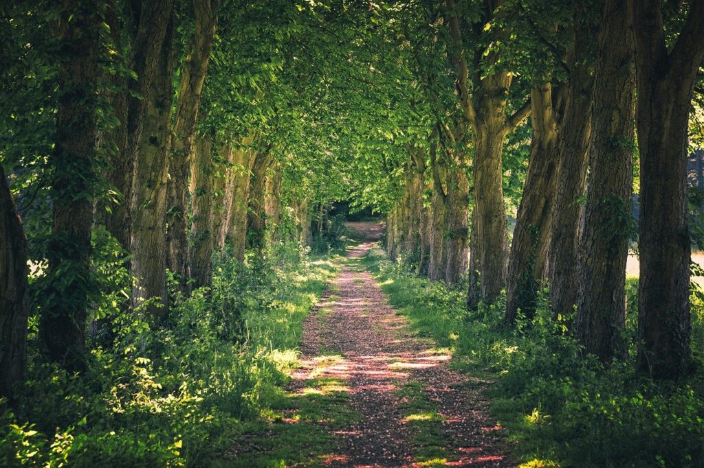avenue, path, nature