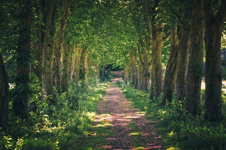 avenue, path, nature