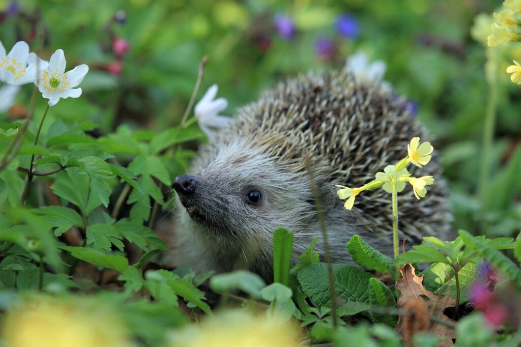 hedgehog, animal, plants