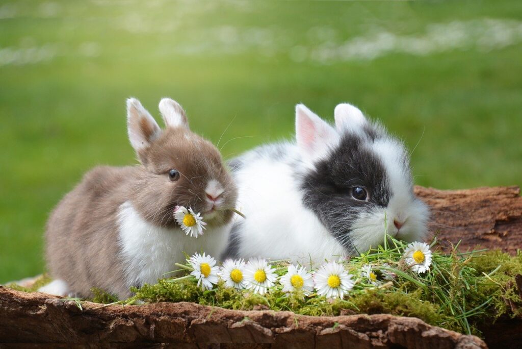 rabbits, easter, rabbit
