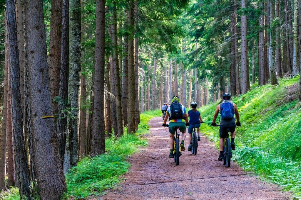 forest, forest road, mountain bike
