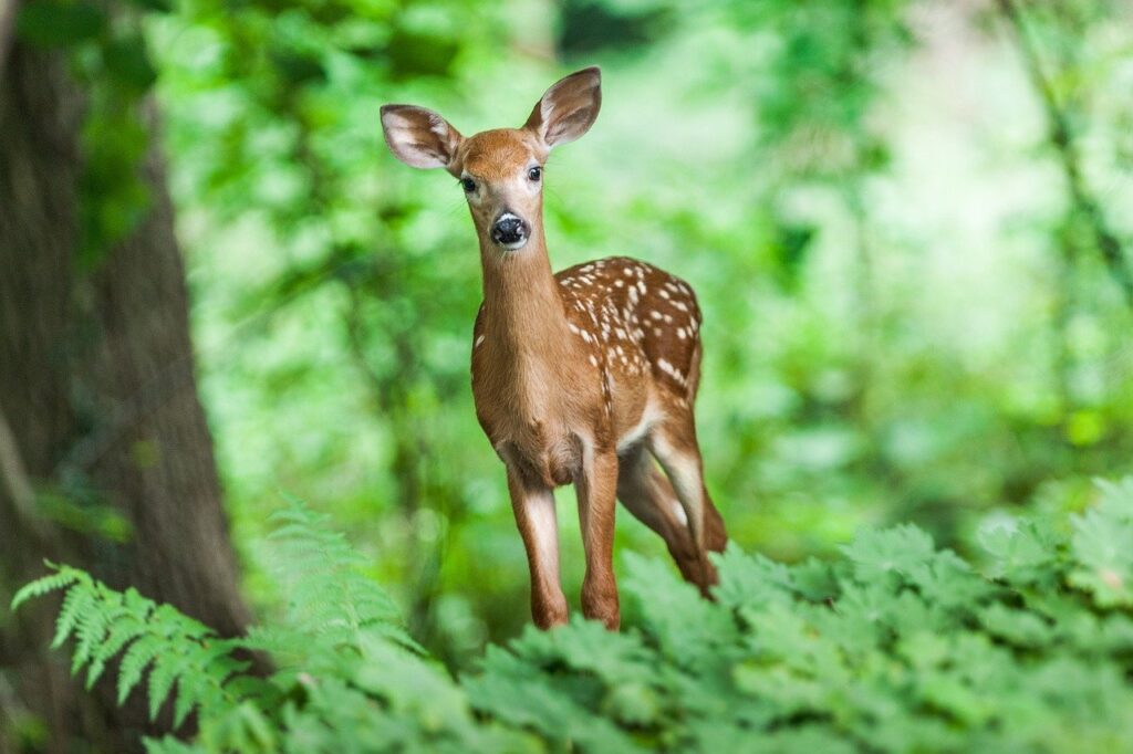 deer, mammal, young
