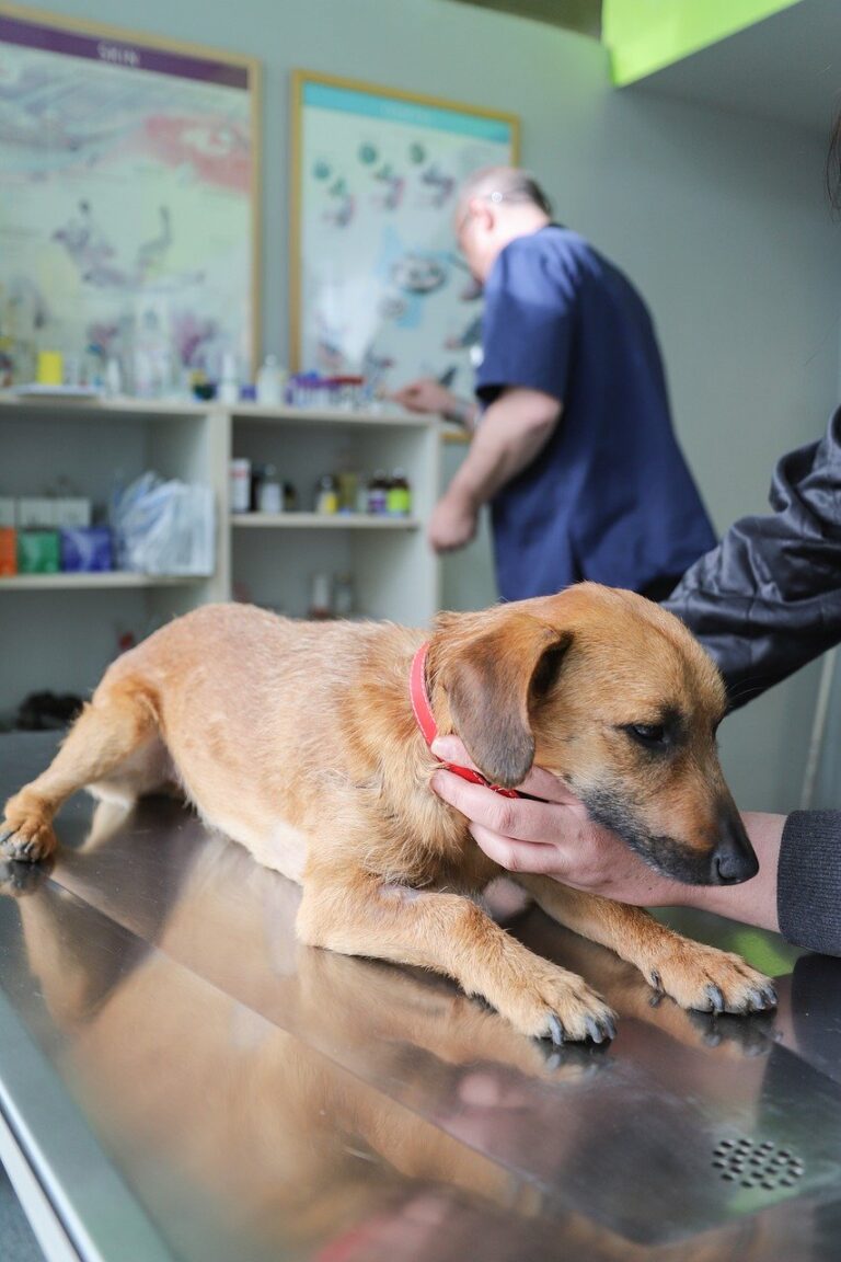 veterinarian, examination dog, ambulance