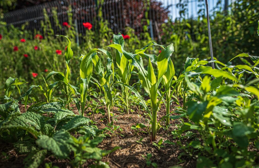 corn, kitchen garden, grow