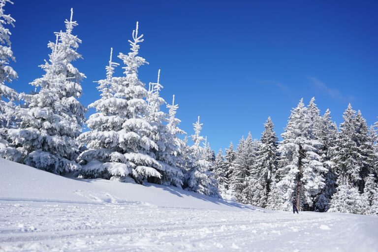 skiing, trees, snow
