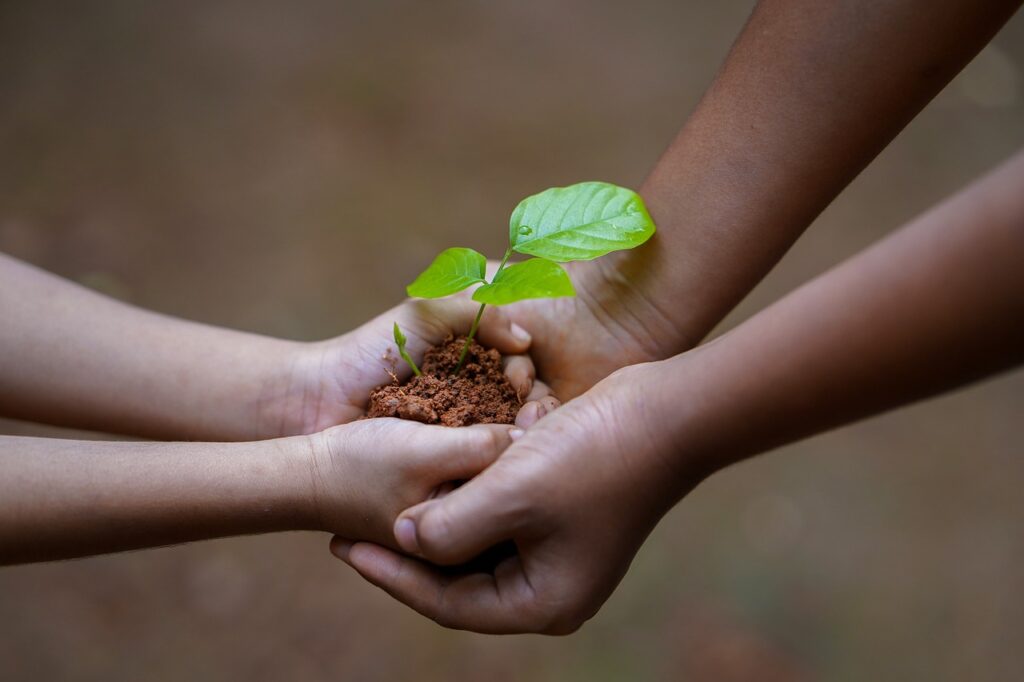 hands, soil, plant