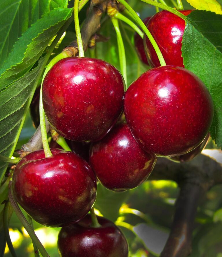 cherry, cherries, sweet cherry, cherry tree, fruit, stone fruit, red, cute, cherry, cherry, cherry, cherry, cherries, cherries, cherry tree, cherry tree, cherry tree, cherry tree, cherry tree